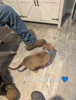 Ms. Baby Blue, a female Rottweiler and English Mastiff for sale in Crowley, TX – 3 of 3