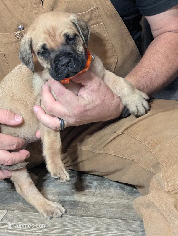Julia – English Mastiff puppy for sale in Crowley, TX