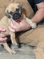 Julius, a male English Mastiff for sale in Crowley, TX – 2 of 2