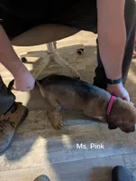 Ms. Pink changed from Ms. Gray, a female Rottweiler and English Mastiff for sale in Crowley, TX – 4 of 4