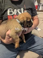 Ms. Gray, a female Rottweiler and English Mastiff for sale in Crowley, TX – 3 of 3