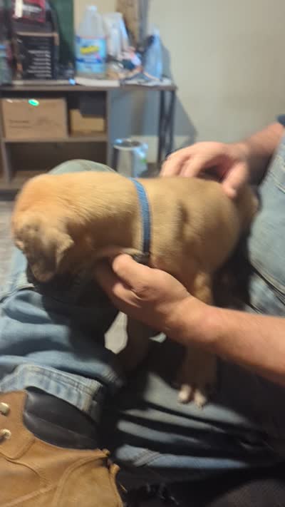 Rufuss, a male English Mastiff for sale in Crowley, TX – 3 of 6