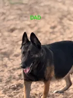 Echo, a male Belgian Malinois for sale in Crowley, TX – 3 of 5