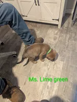 Ms. Lime Green, a female English Mastiff for sale in Crowley, TX – 3 of 3