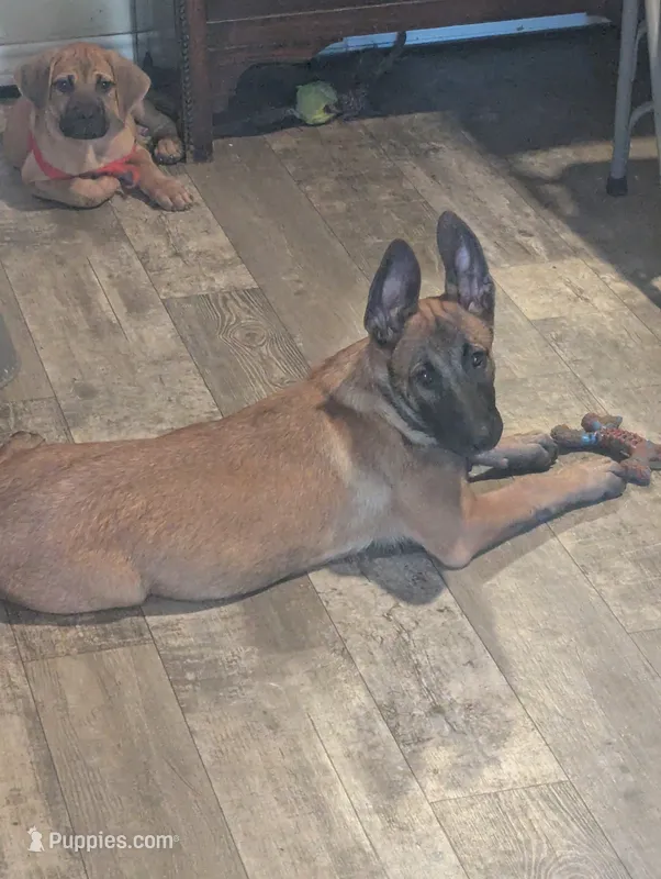 Echo – Belgian Malinois puppy for sale in Crowley, TX