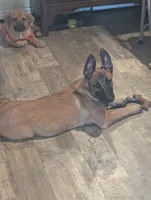 Echo, a male Belgian Malinois for sale in Crowley, TX – 1 of 5