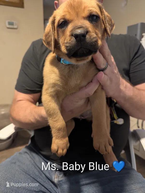 Ms. Baby Blue – Rottweiler, English Mastiff puppy for sale in Crowley, TX