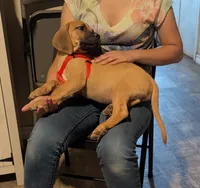 Novah, a female English Mastiff for sale in Crowley, TX – 2 of 5