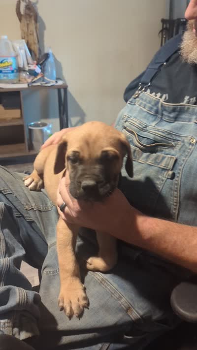 Dryfuss, a male English Mastiff for sale in Crowley, TX – 3 of 6