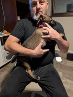 Aceitha, a female Belgian Malinois for sale in Crowley, TX – 2 of 2