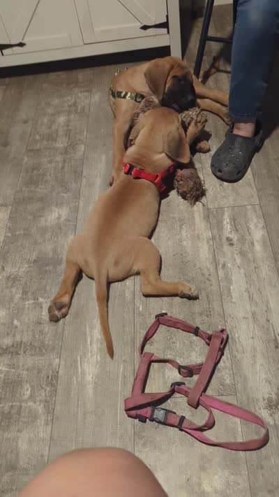 Novah, a female English Mastiff for sale in Crowley, TX – 5 of 5
