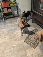 Echo, a male Belgian Malinois for sale in Crowley, TX – 2 of 5