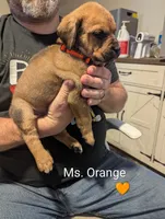 Ms. Orange, a female English Mastiff for sale in Crowley, TX – 2 of 3