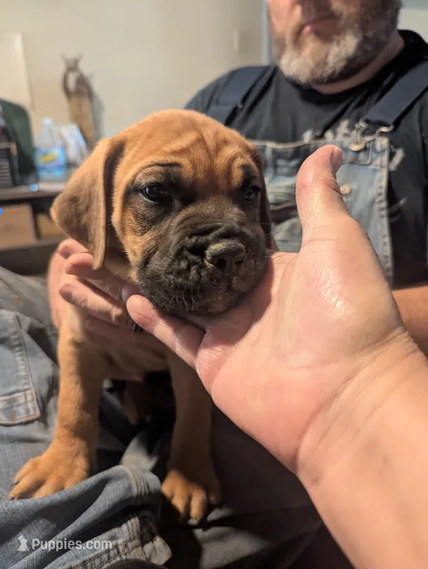 Lita – English Mastiff puppy for sale in Crowley, TX