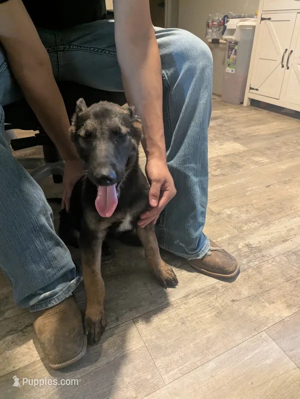 Apollo – Belgian Malinois puppy for sale in Crowley, TX