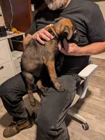 Helio, a male Belgian Malinois for sale in Crowley, TX – 1 of 2