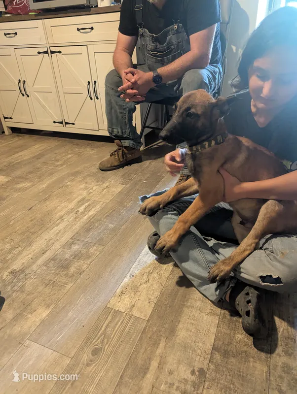 Echo – Belgian Malinois puppy for sale in Crowley, TX