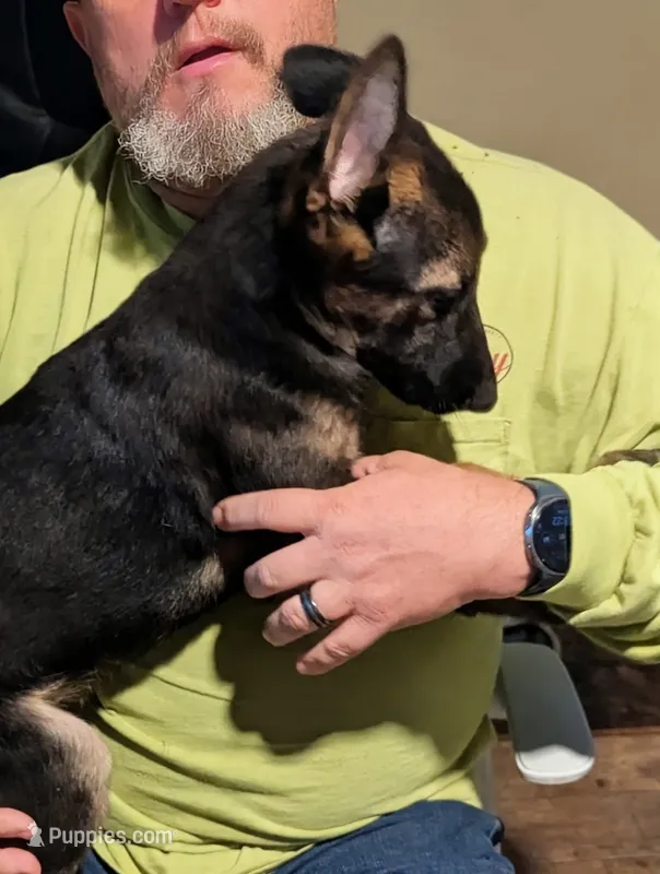 Apollo – Belgian Malinois puppy for sale in Crowley, TX