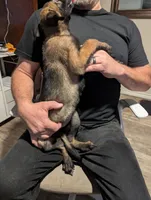 Thalia, a female Belgian Malinois for sale in Crowley, TX – 2 of 2