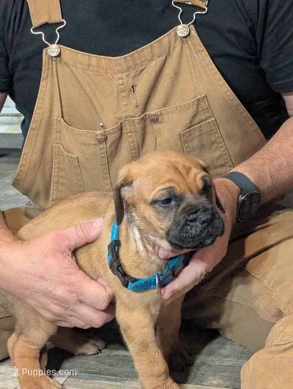Lita – English Mastiff puppy for sale in Crowley, TX