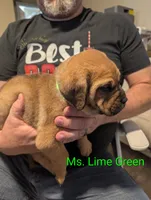 Ms. Lime Green, a female English Mastiff for sale in Crowley, TX – 2 of 3