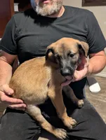 Echo, a male Belgian Malinois for sale in Crowley, TX – 2 of 2