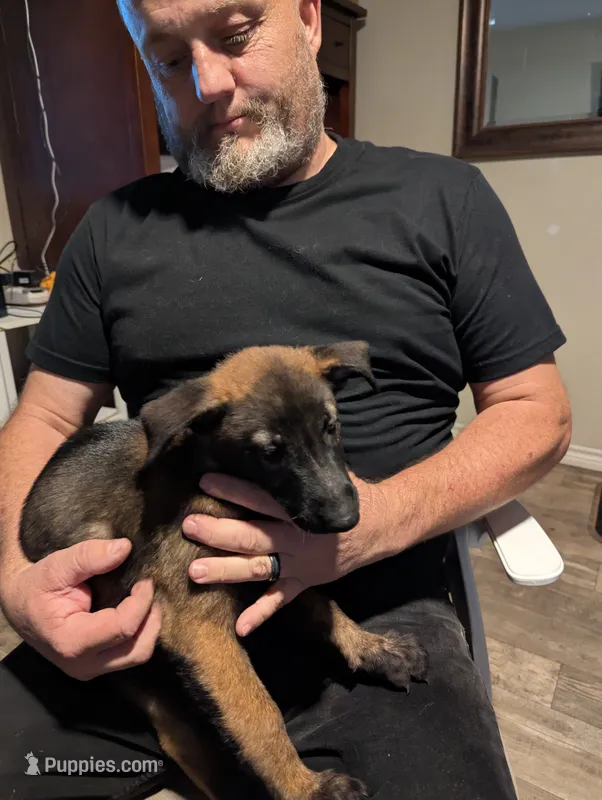 Aceitha – Belgian Malinois puppy for sale in Crowley, TX