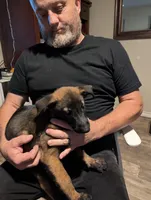 Aceitha, a female Belgian Malinois for sale in Crowley, TX – 1 of 2