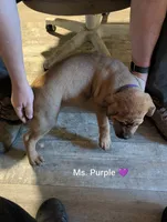 Ms. Purple changed from lime green, a female English Mastiff for sale in Crowley, TX – 3 of 4
