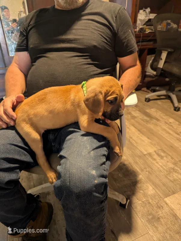 Novah – English Mastiff puppy for sale in Crowley, TX