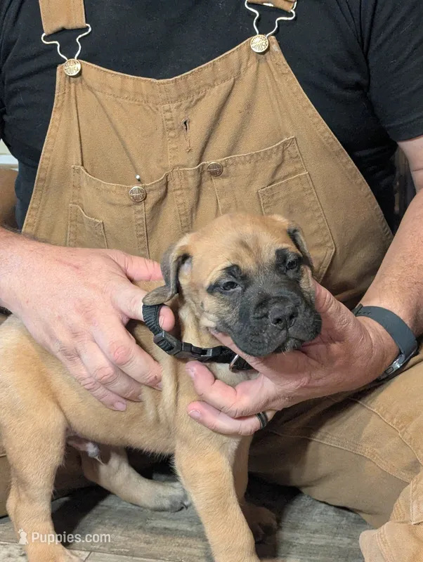 Dryfus – English Mastiff puppy for sale in Crowley, TX