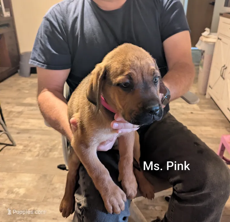 Ms. Pink  – Rottweiler, English Mastiff puppy for sale in Crowley, TX