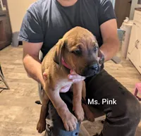 Ms. Pink changed from Ms. Gray, a female Rottweiler and English Mastiff for sale in Crowley, TX – 2 of 4