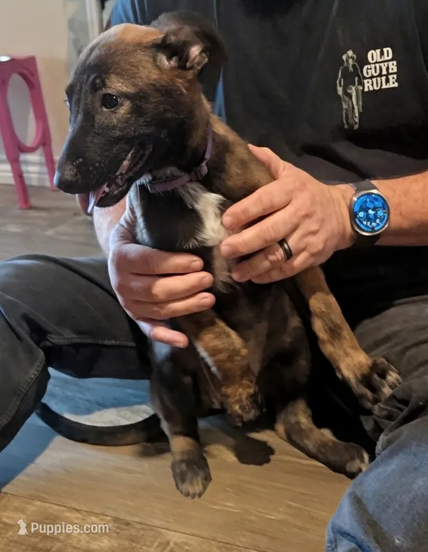 Thalia – Belgian Malinois puppy for sale in Crowley, TX