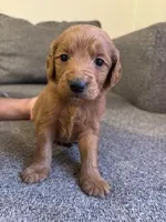 green, a female Goldendoodle for sale in Gaffney, SC – Photo 1 of 5