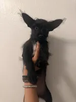 Flaca, a female Yorkshire Terrier for sale in Miami, FL – 1 of 1
