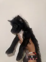 Gorda, a female Yorkshire Terrier for sale in Miami, FL – 1 of 1
