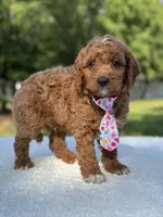 Teddy- F1b Mini , a male Goldendoodle for sale in Frostproof, FL – 5 of 10