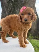Savannah- F1b Standard , a female Goldendoodle for sale in Frostproof, FL – 5 of 10