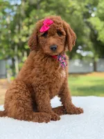 Camille- F1b Standard , a female Goldendoodle for sale in Frostproof, FL – 5 of 10