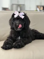 Onyx- F1 Standard , a female Goldendoodle for sale in Frostproof, FL – 3 of 10