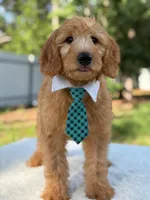 Apollo- F1 mini , a male Goldendoodle for sale in Frostproof, FL – 8 of 10