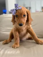 Arabella- F1 Standard 💜, a female Goldendoodle for sale in Frostproof, FL – 6 of 10