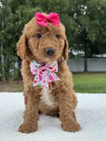 Tilly- F1b Mini , a female Goldendoodle for sale in Frostproof, FL – 8 of 10