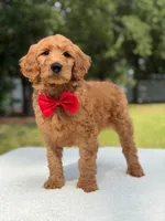 Winston- F1b Medium, a male Goldendoodle for sale in Frostproof, FL – 3 of 10