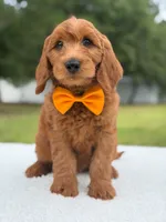 Weston- F1b Medium, a male Goldendoodle for sale in Frostproof, FL – 8 of 10