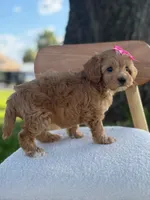 Jewel- F1bb Toy , a male Goldendoodle for sale in Frostproof, FL – 9 of 10