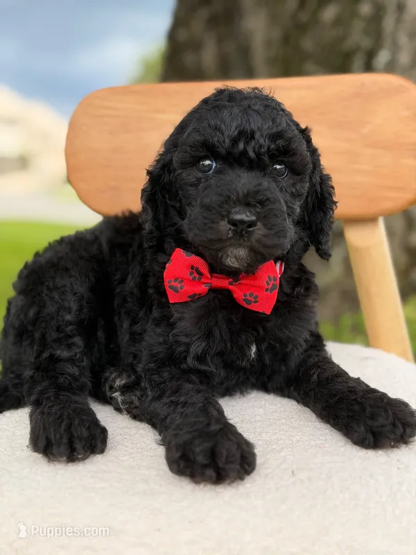 Axton- F1b Standard  – Goldendoodle puppy for sale in Frostproof, FL