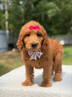 Rae- F1b Standard , a female Goldendoodle for sale in Frostproof, FL – 3 of 9