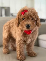 Jemma- F1b Mini , a female Goldendoodle for sale in Frostproof, FL – 9 of 10